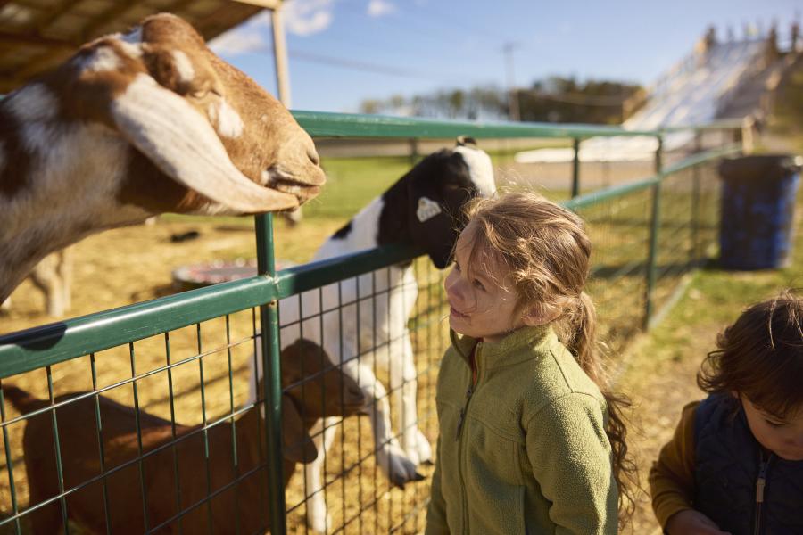 Little girl interacting with farm animals at Pick'n Patch