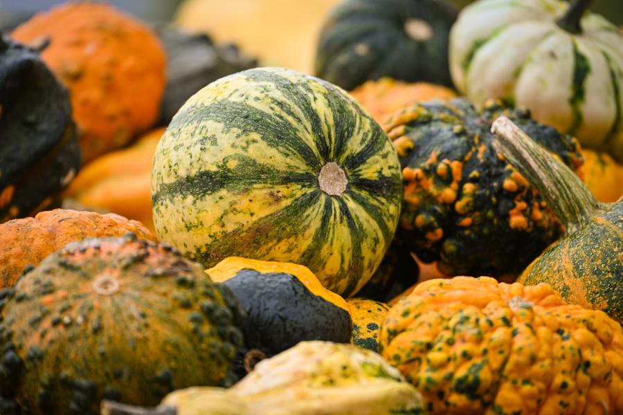 Various gourds of different colors and textures