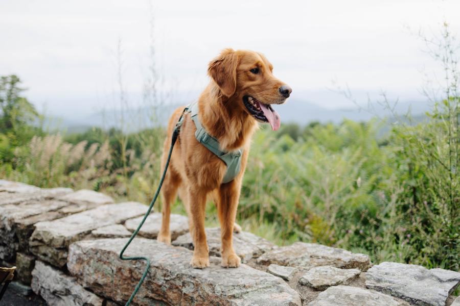 dog_hiking