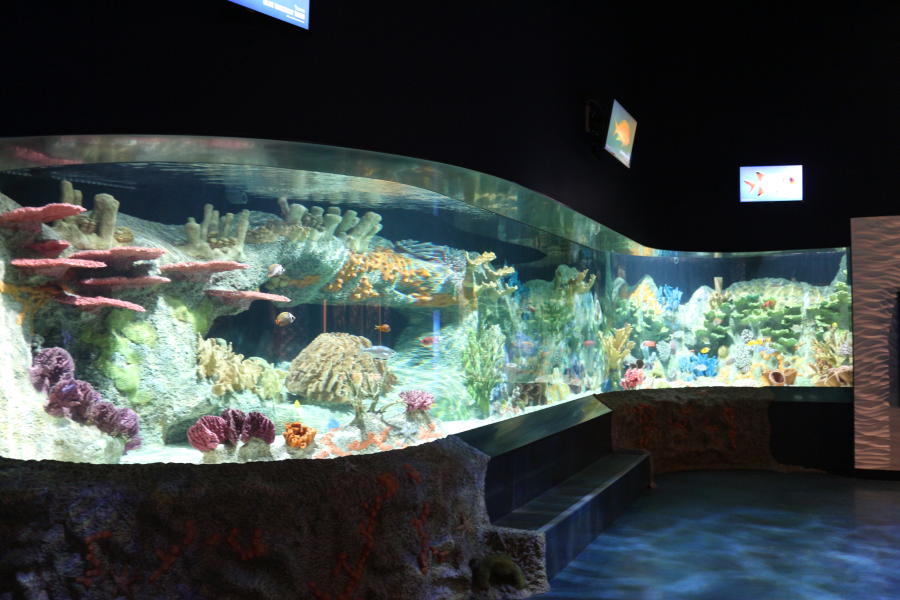 Saltwater Fish Tank at Cook Museum of Natural Science