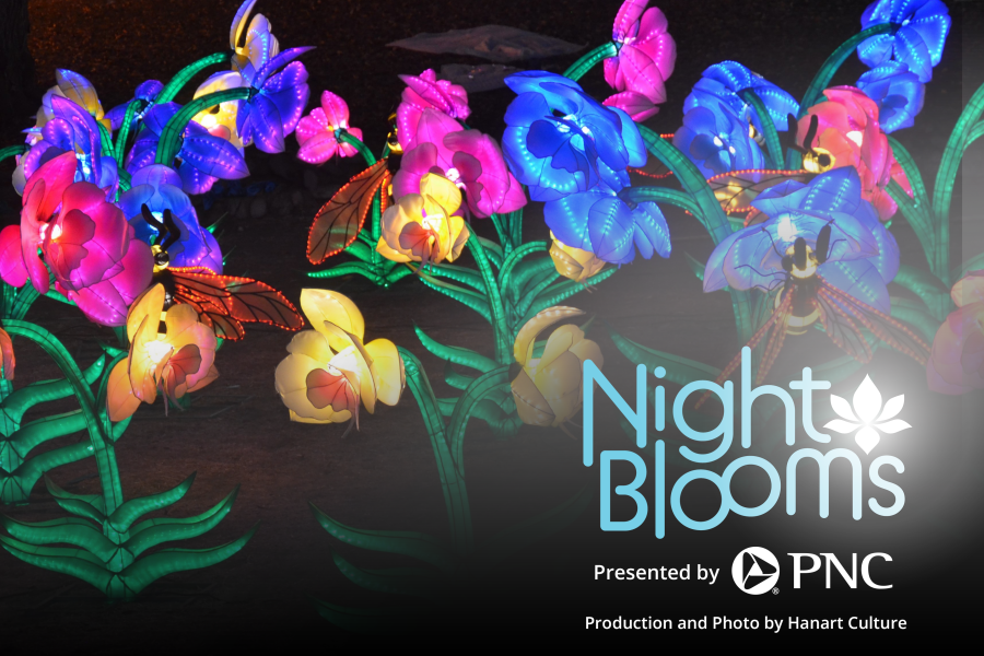 Night Blooms Lantern Event at the Huntsville Botanical Garden