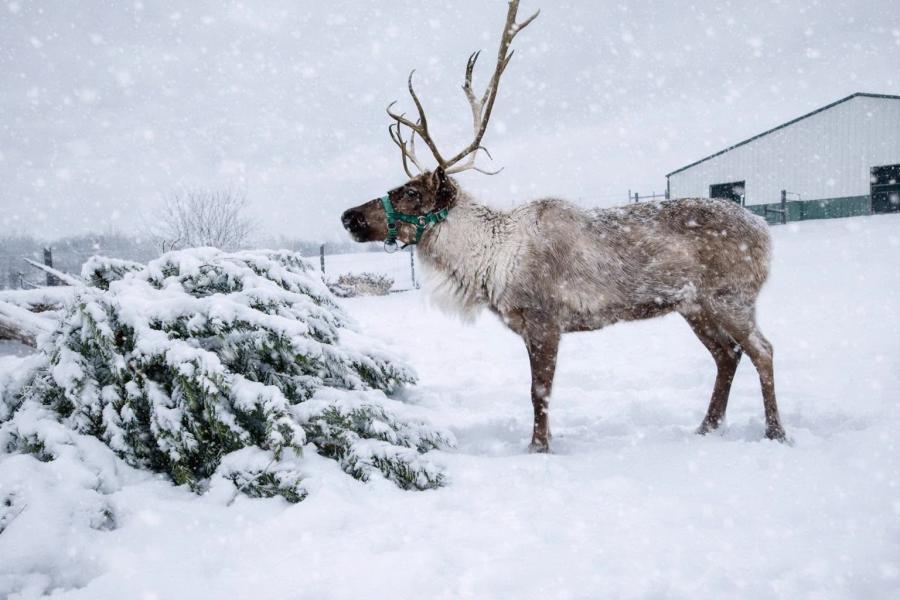 Santa’s Reindeer Ranch