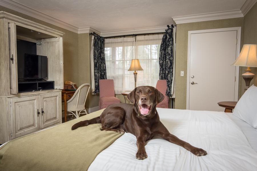 Village Green Resort is Dog-Friendly