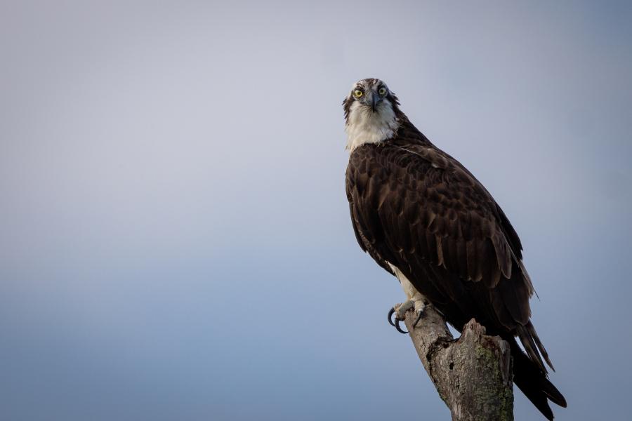 Osprey Perch Kingston Dam