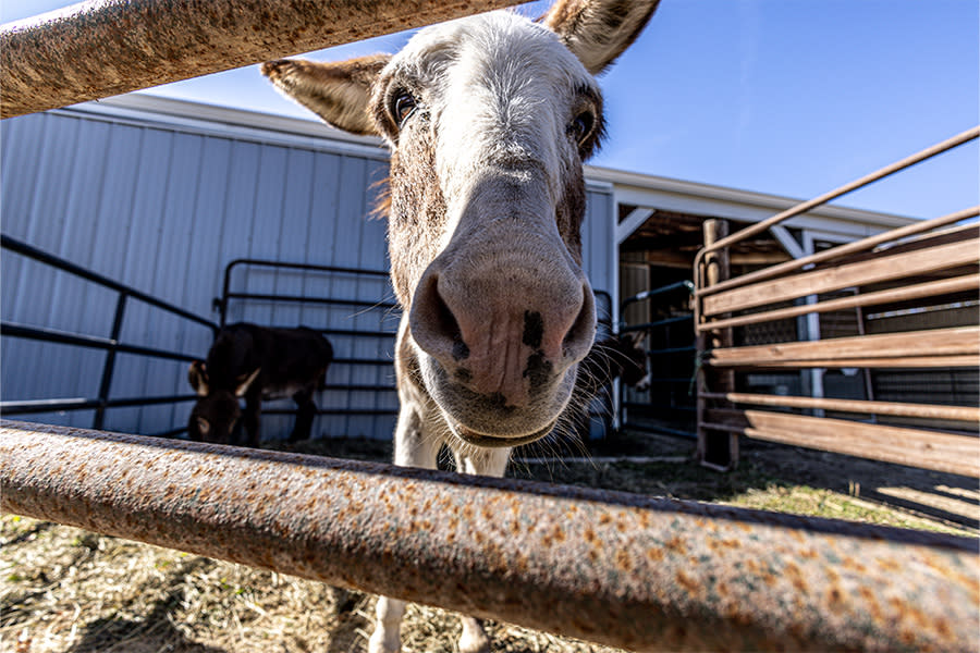 Lazy K Donkey Autumn Drive