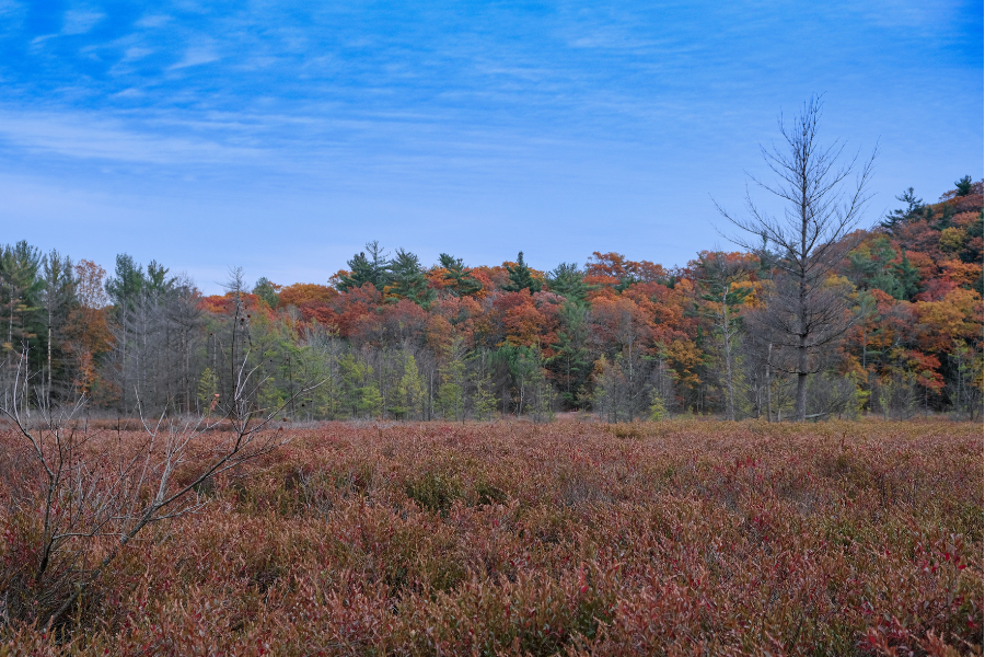 Autumn woodland landscape with red and orange foliage, a quiet field of shrubs in the foreground, leafless trees, and a blue sky.