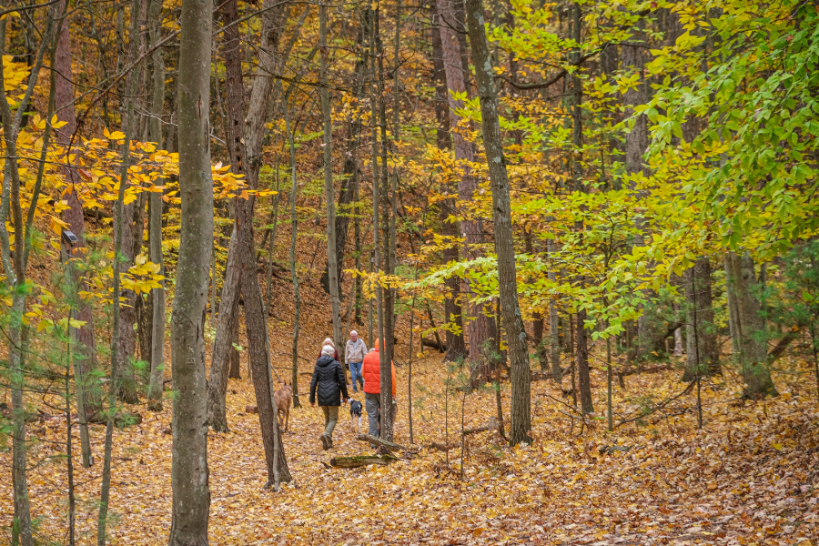 Hikers walk along a leaf-covered trail through a peaceful autumn forest glowing with golden, orange, and green foliage.