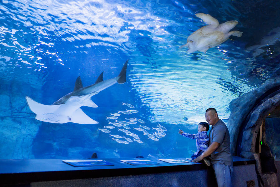 Newport Aquarium