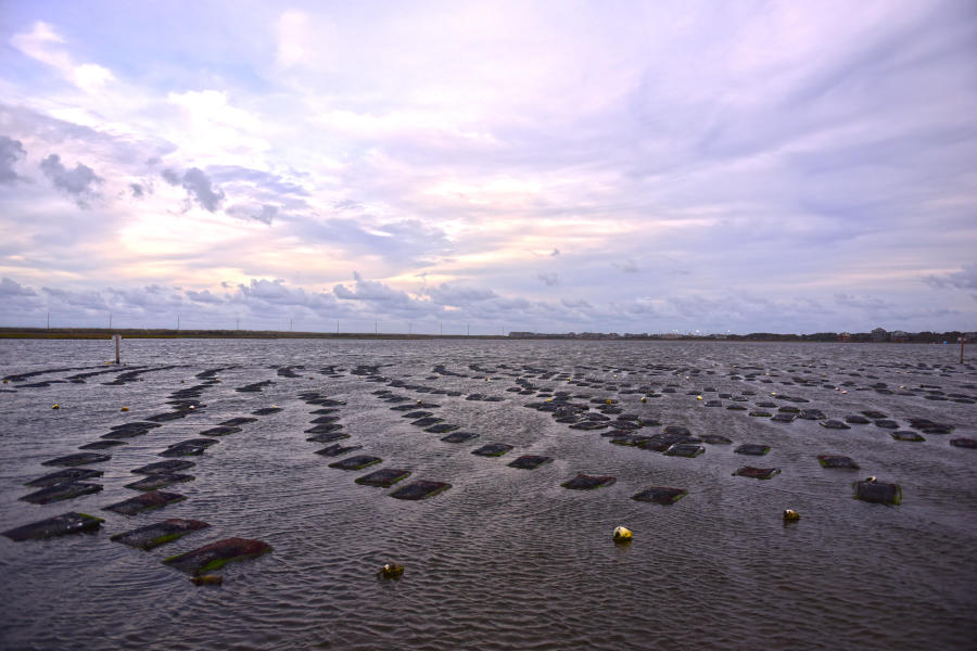 A oyster farm in the Outer Banks of North Carolina