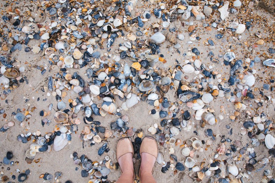 Seashells