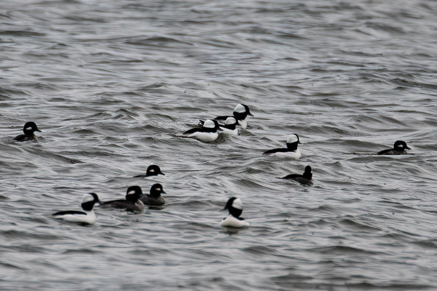 bufflehead birding blog