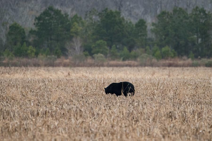 alligator river wildlife bear