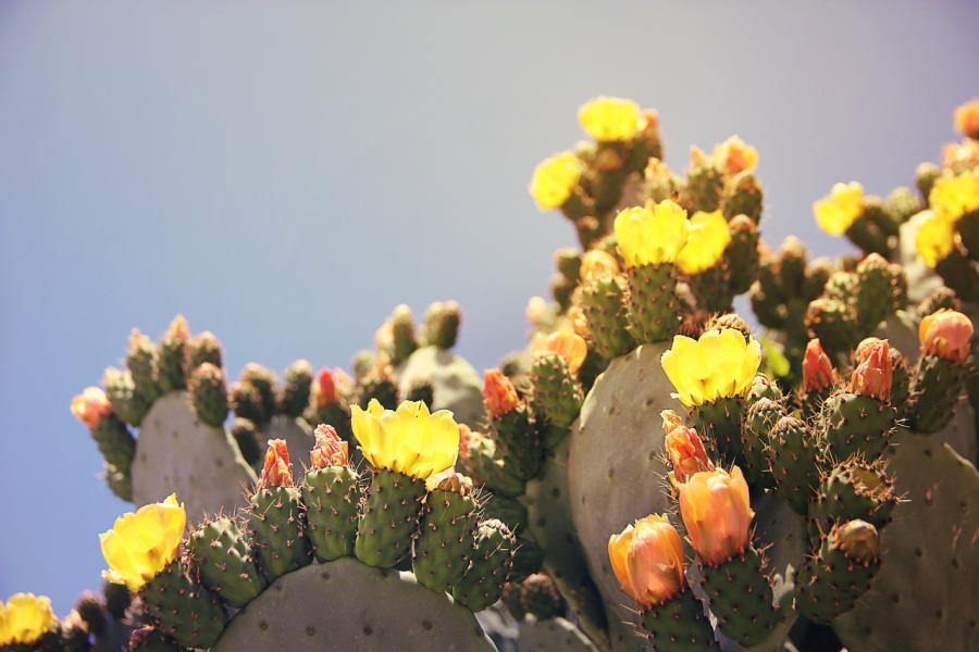 prickly pear flower blog