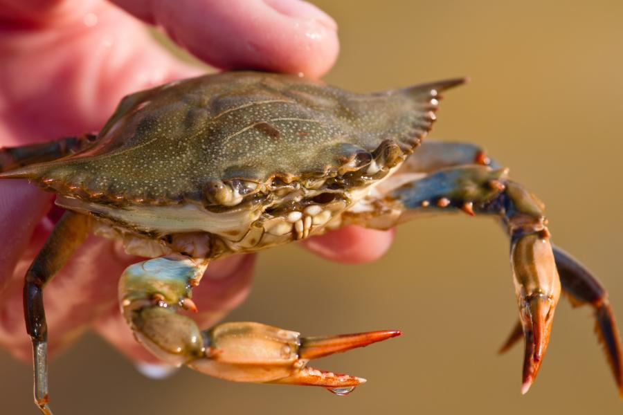 So what's the best bait to use for catching crabs? Here's a