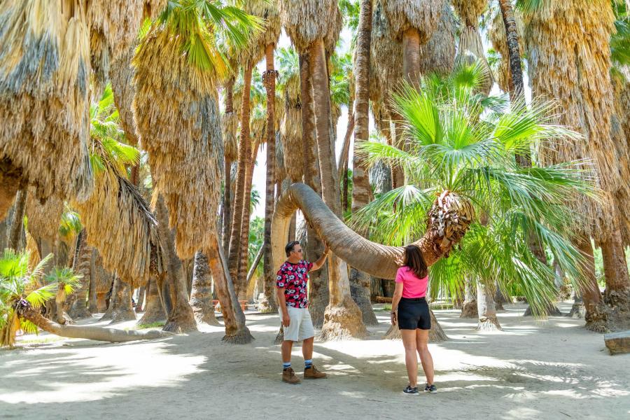 palm canyon at indian canyon