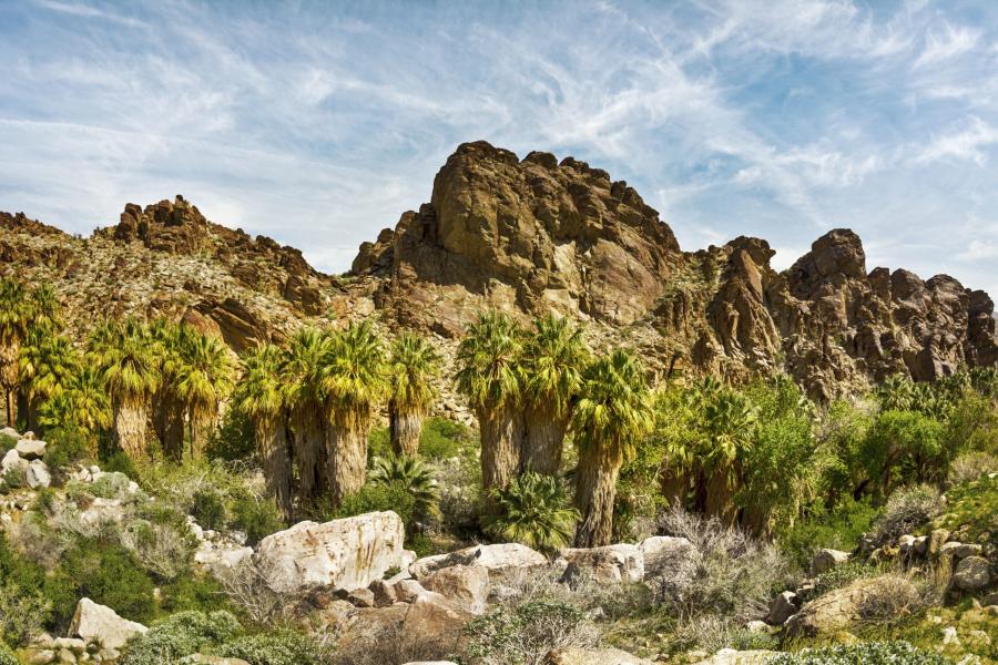Scenic view of Palm Canyhon framed with a row of palm trees and other natural foliage.