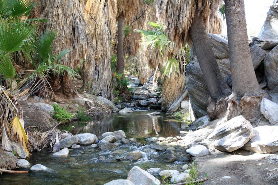 Indian Canyons -Andreas Canyon
