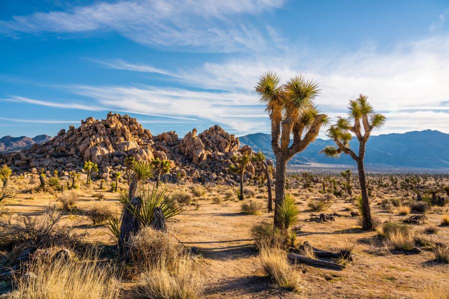 Joshua trees in Mojave Desert