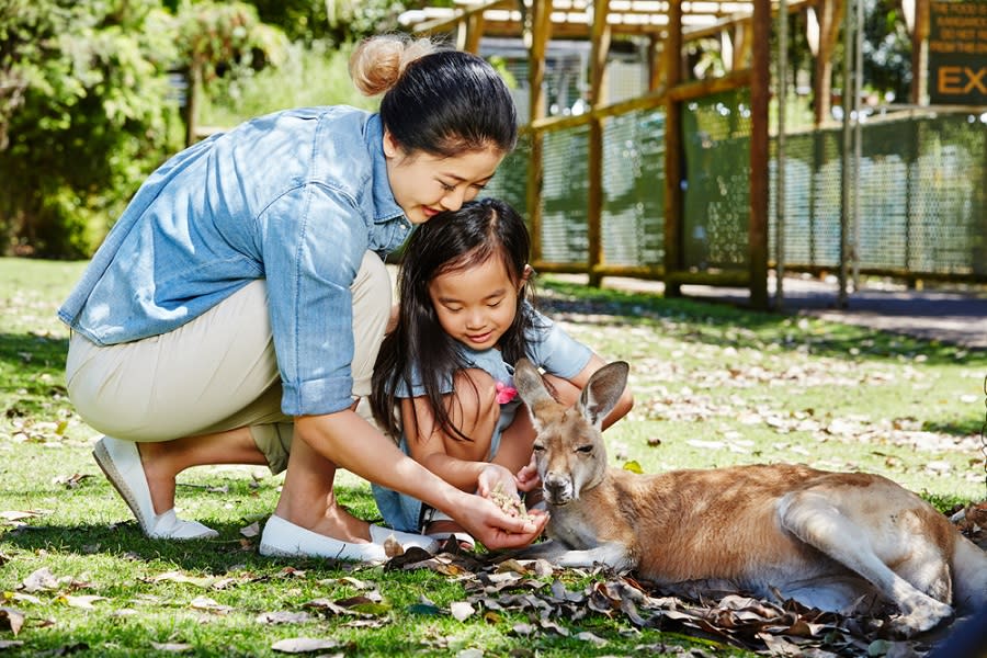 Kangaroos at Caversham Wildlife Park | Swan Valley