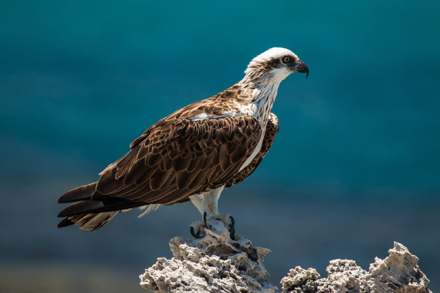 Rottnest Island