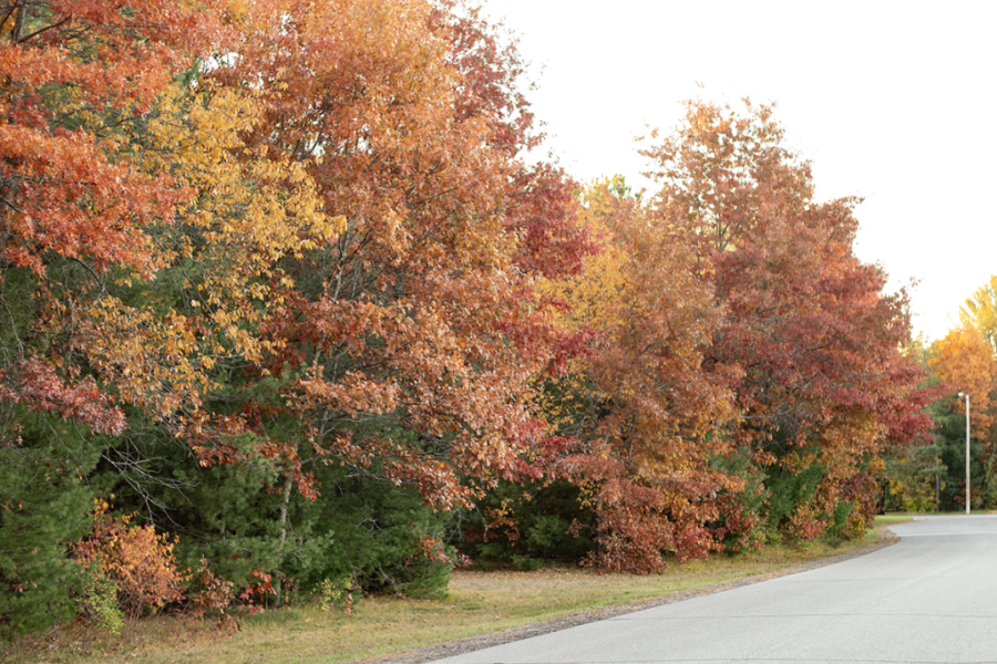 Fall Leaves 3