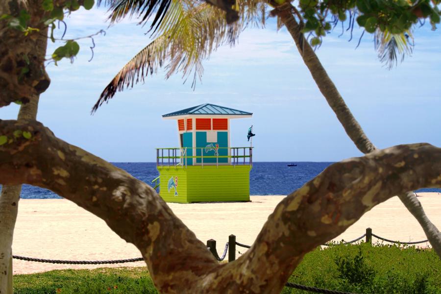 Lifeguard Tower 3 framed by two branches of a sea grape tree
