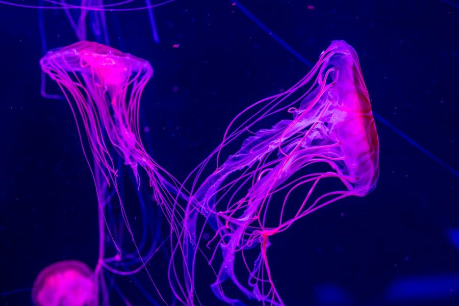 Two beautiful magenta jellyfish, gracefully floating in a tank at Jellyfish World in Pompano Beach.