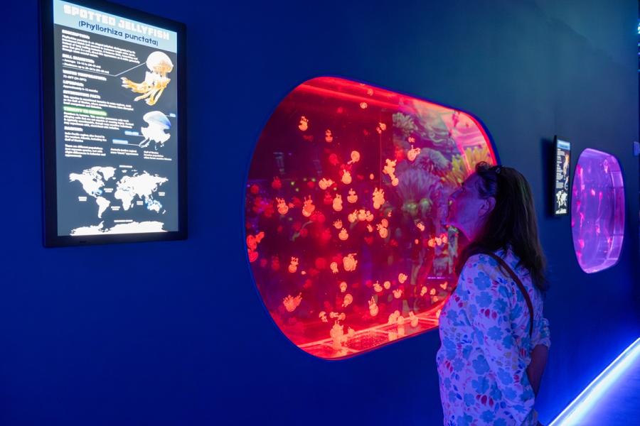 A woman reading about the beautiful jellyfish that are floating in a tank in front of her.