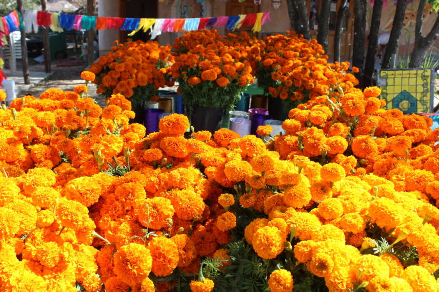 Dia de los Muertos at Esperanza Peace and Justice Center