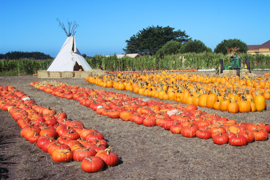 Pumpkins at Farmer John's Farm in Half Moon Bay