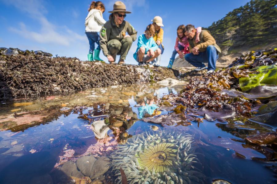 Tide Pooling at Fitzgerald Marine Reserve