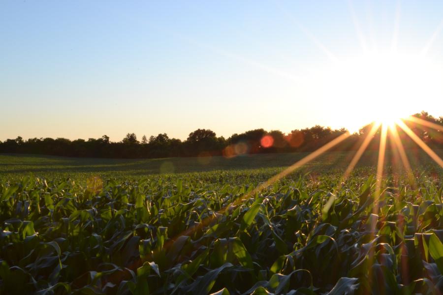 Field of crops with sun rising