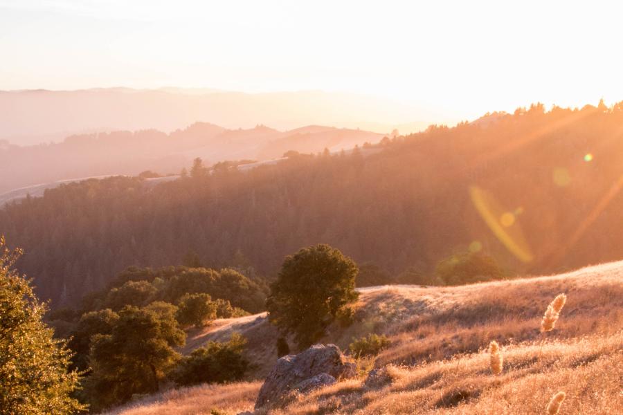 CROPPED -  Bright Sun at La Honda Creek Space Preserve