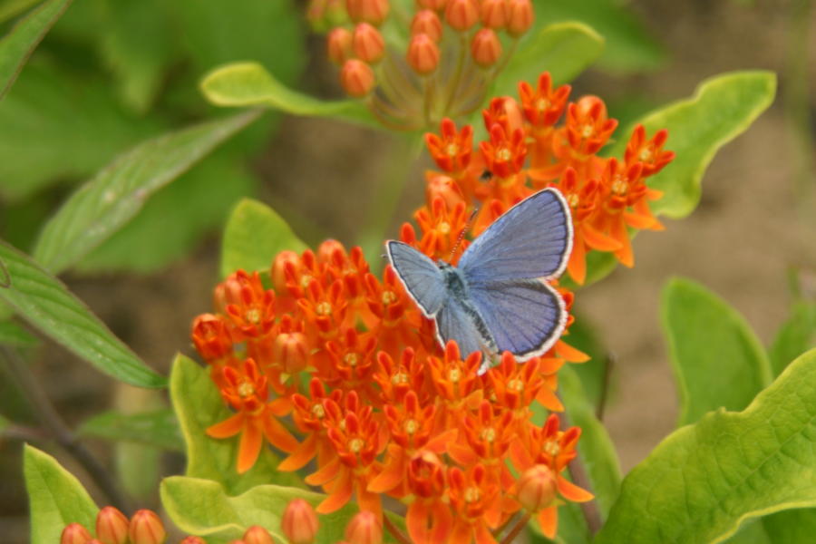 Karner blue butterfly on orange and green flowers at Albany Pine Bush Preserve