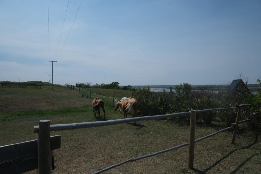 camp wolf willow horses