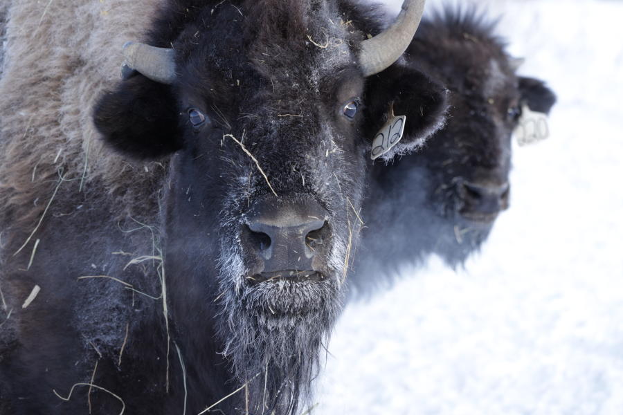 Wanuskewin-in-winter-bison