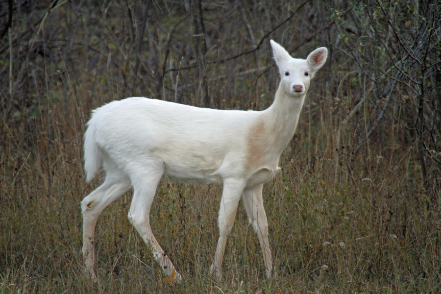 White deer