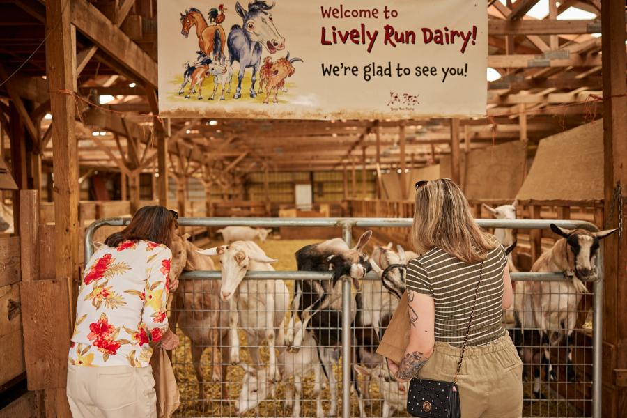 lively run dairy goats