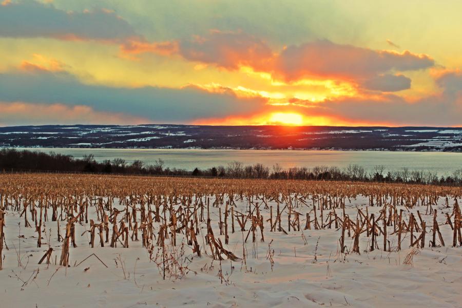 Vineyard at sunset in the winter