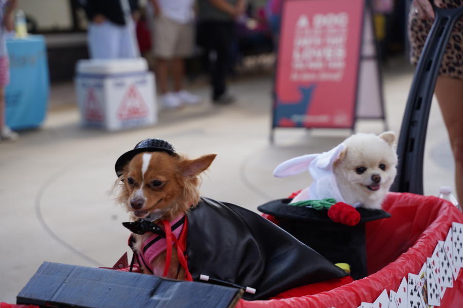PetPalooza