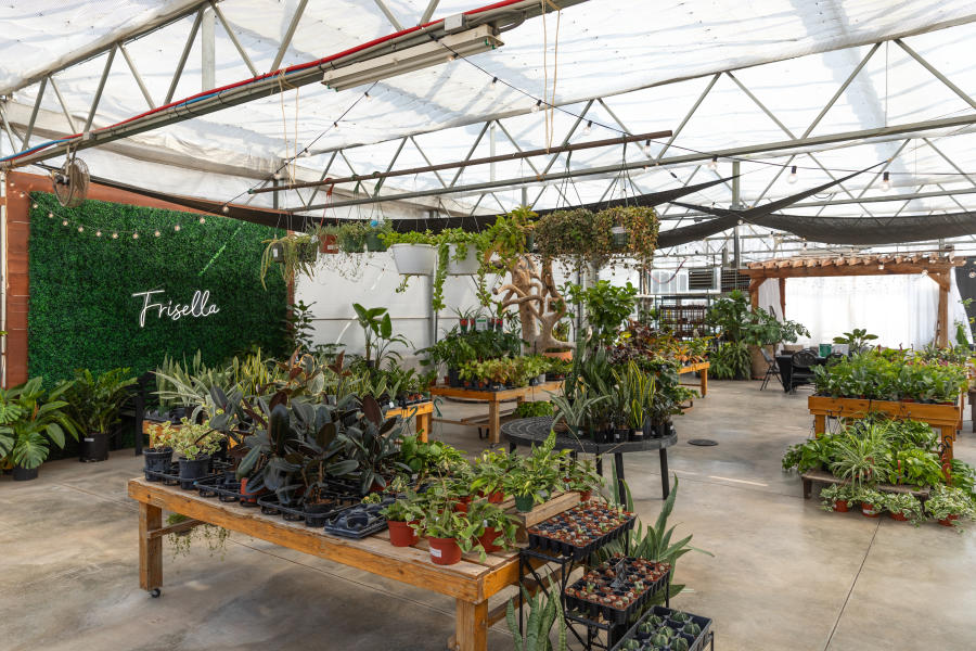 Frisella Nursery