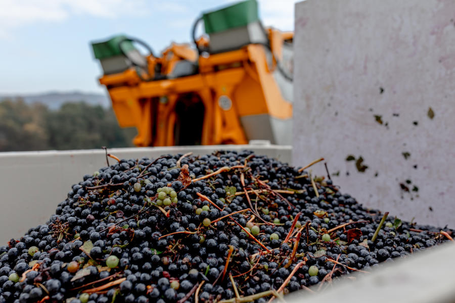 Noboleis Harvest Wine Country