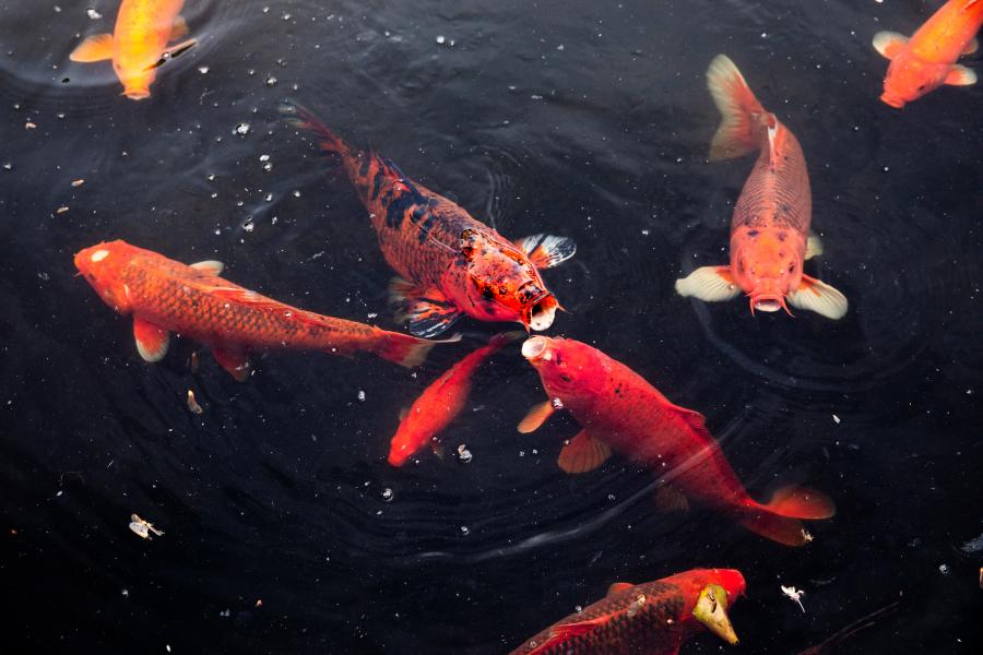 Koi Pond New Town