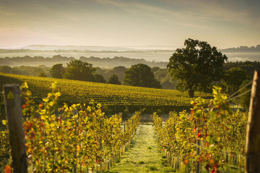 Vineyard view of Blackdown Ridge