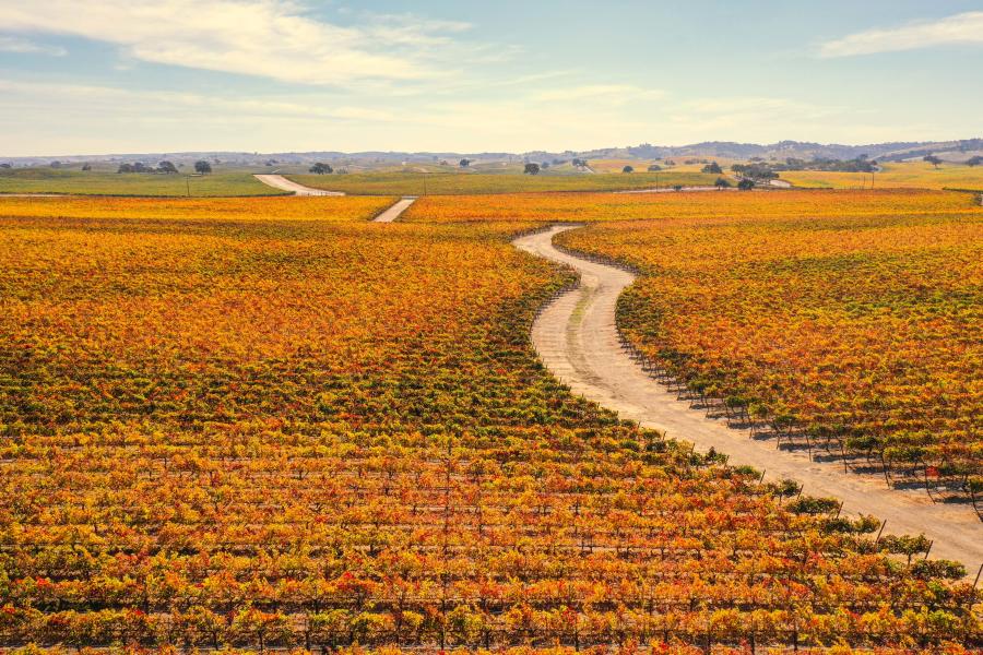 Fall Vineyards