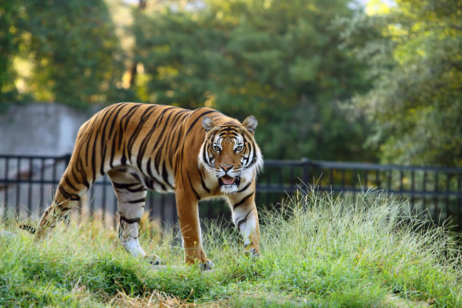 Malayan Tiger at Tulsa Zoo