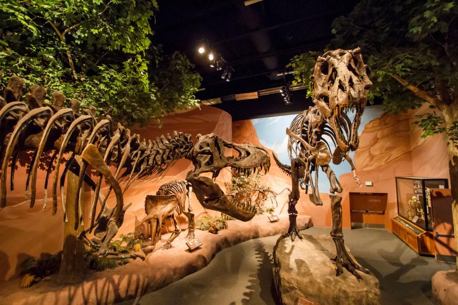 Museum of dinosaurs