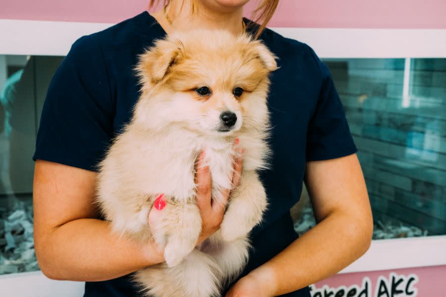 Woman holding puppy