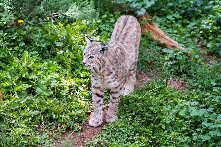 Bobcat