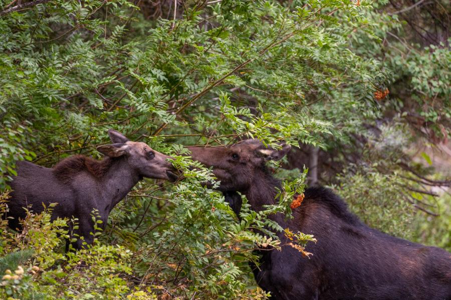 Moose in Utah Valley